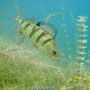 perch , taken with canon G10, no strobe by Beate Seiler 
